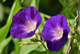  hajnalka - Ipomoea aquatica